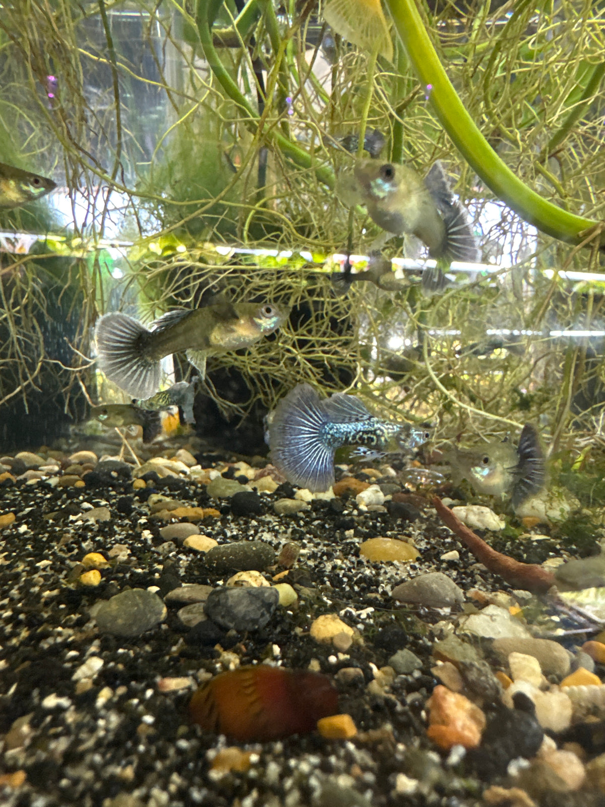 Purple dragon guppies (3) trio male and two females