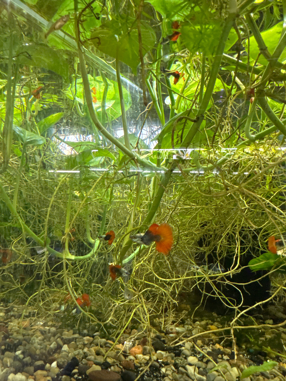 Dumbo half moon redtail guppies (3) trio male and two females (Copy)