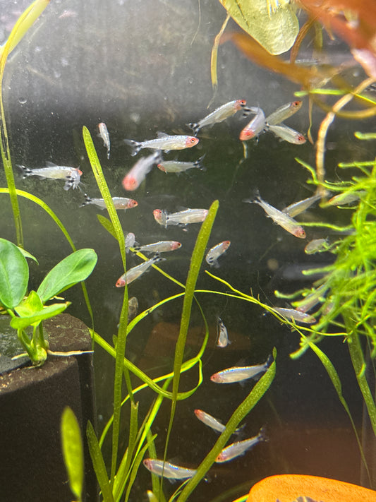 Rummy Nose Tetra (Hemigrammus rhodostomus)