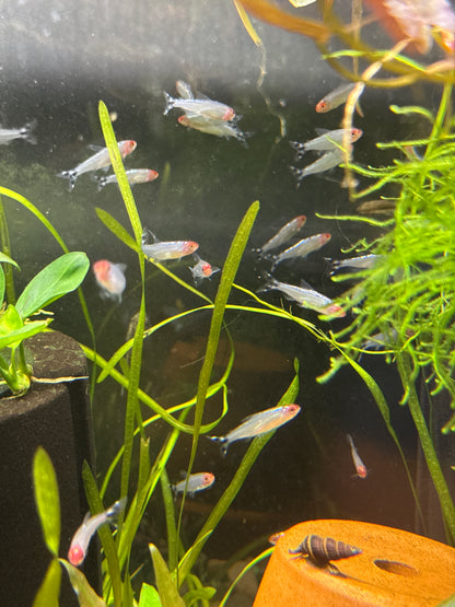 Rummy Nose Tetra (Hemigrammus rhodostomus)