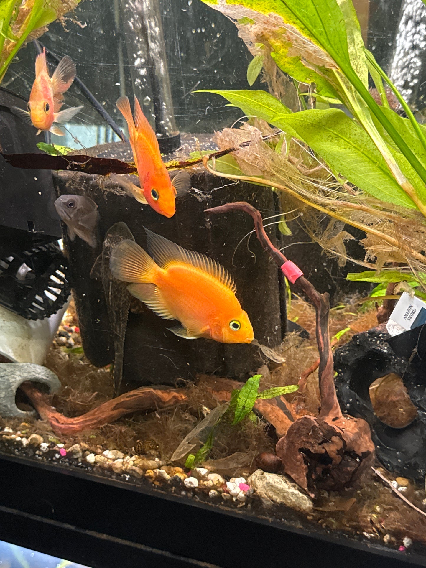 Blood Parrot Cichlid (Amphilophus citrinellus × Vieja spp. hybrid)