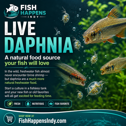 Live Daphnia Culture – Natural Fish Food & Starter Colony