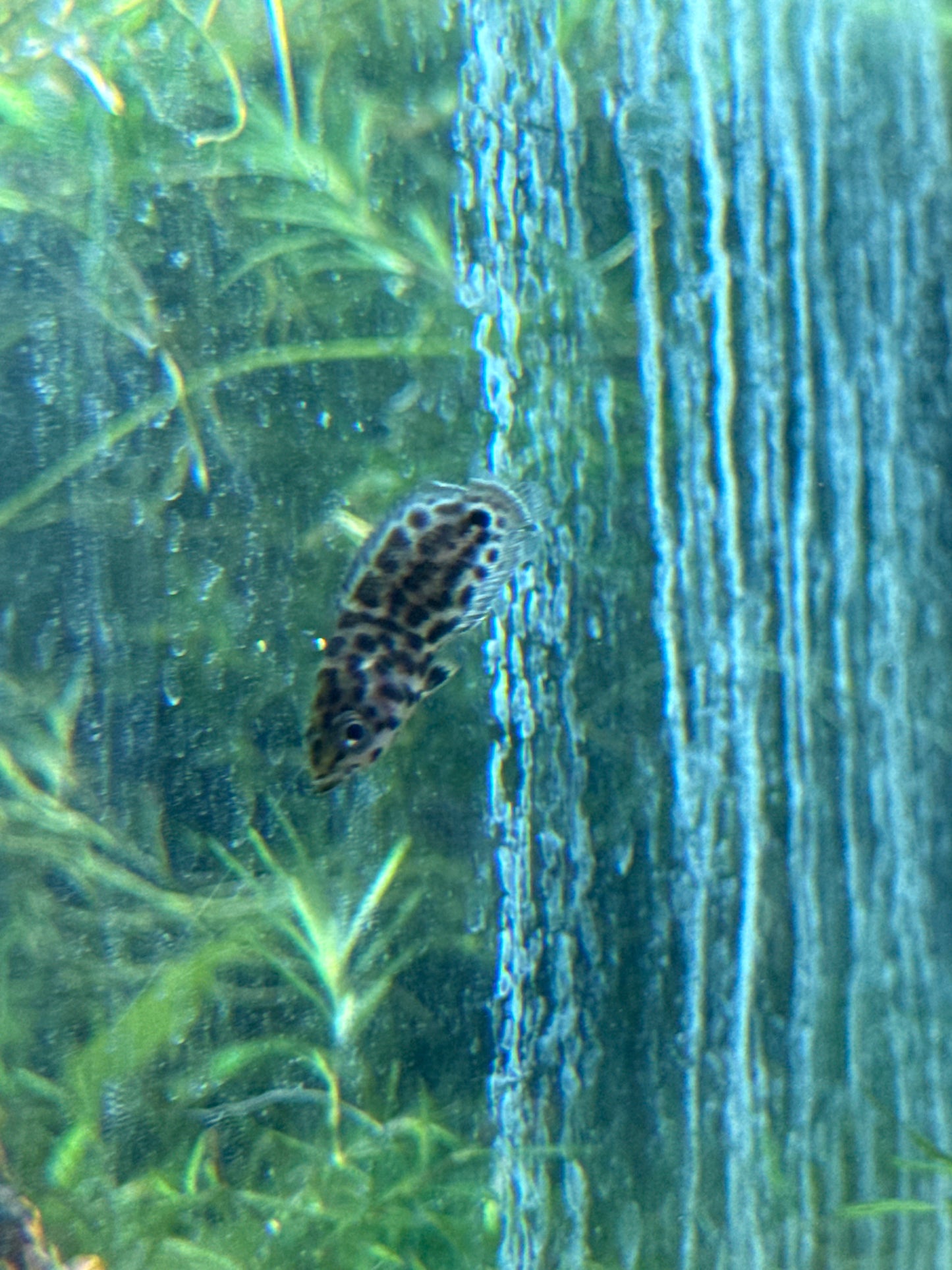 Leopard Ctenopoma 1”