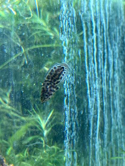 Leopard Ctenopoma 1”