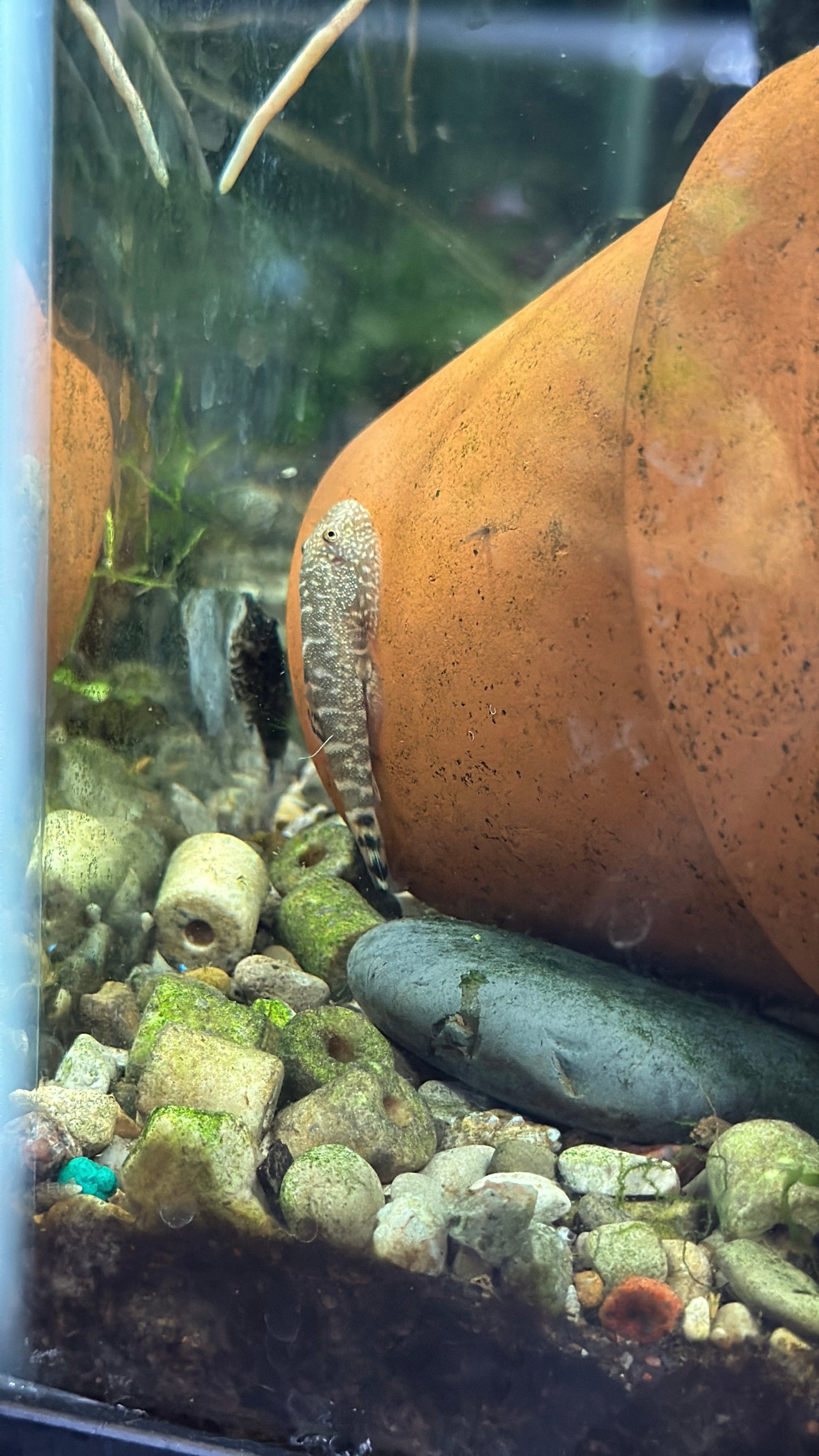 Hillstream Loach (Sewellia lineolata)