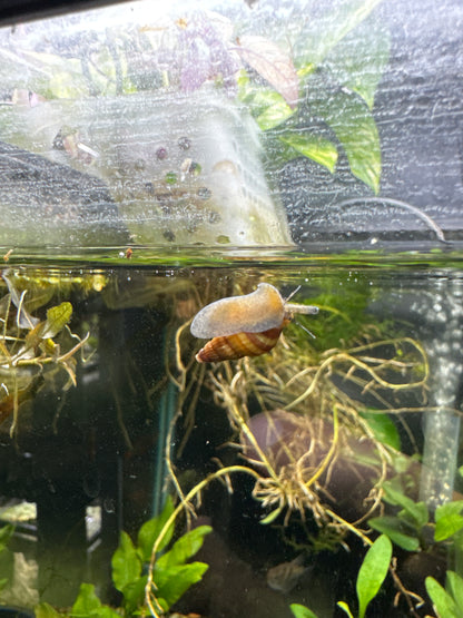 Assassin Snail (Anentome helena)