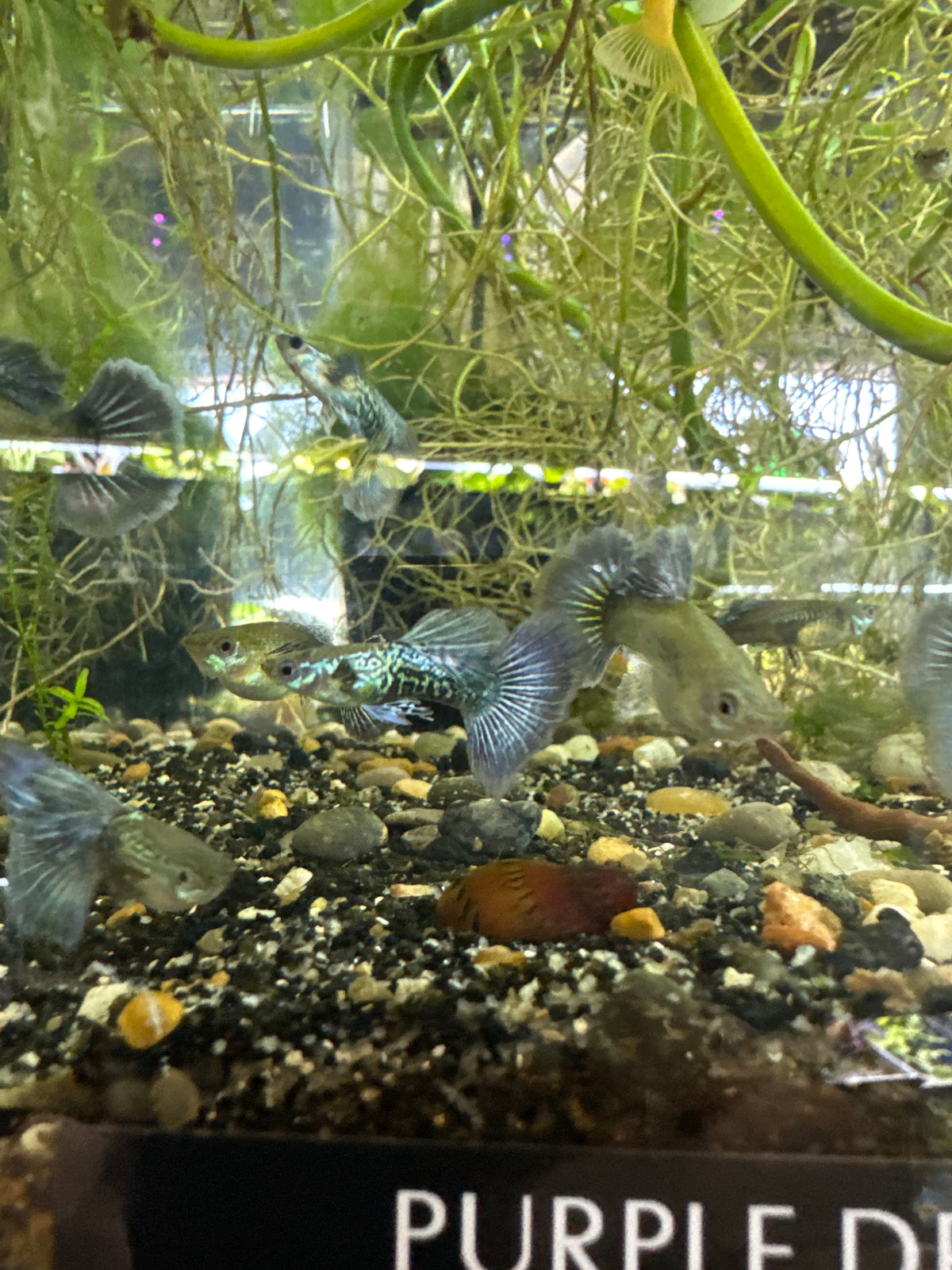 Purple dragon guppies (3) trio male and two females