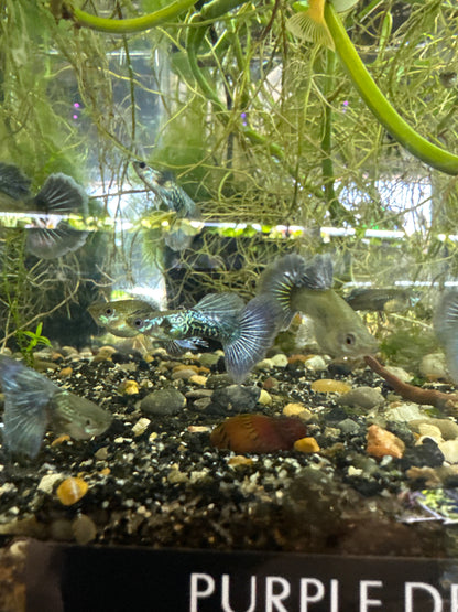Purple dragon guppies (3) trio male and two females