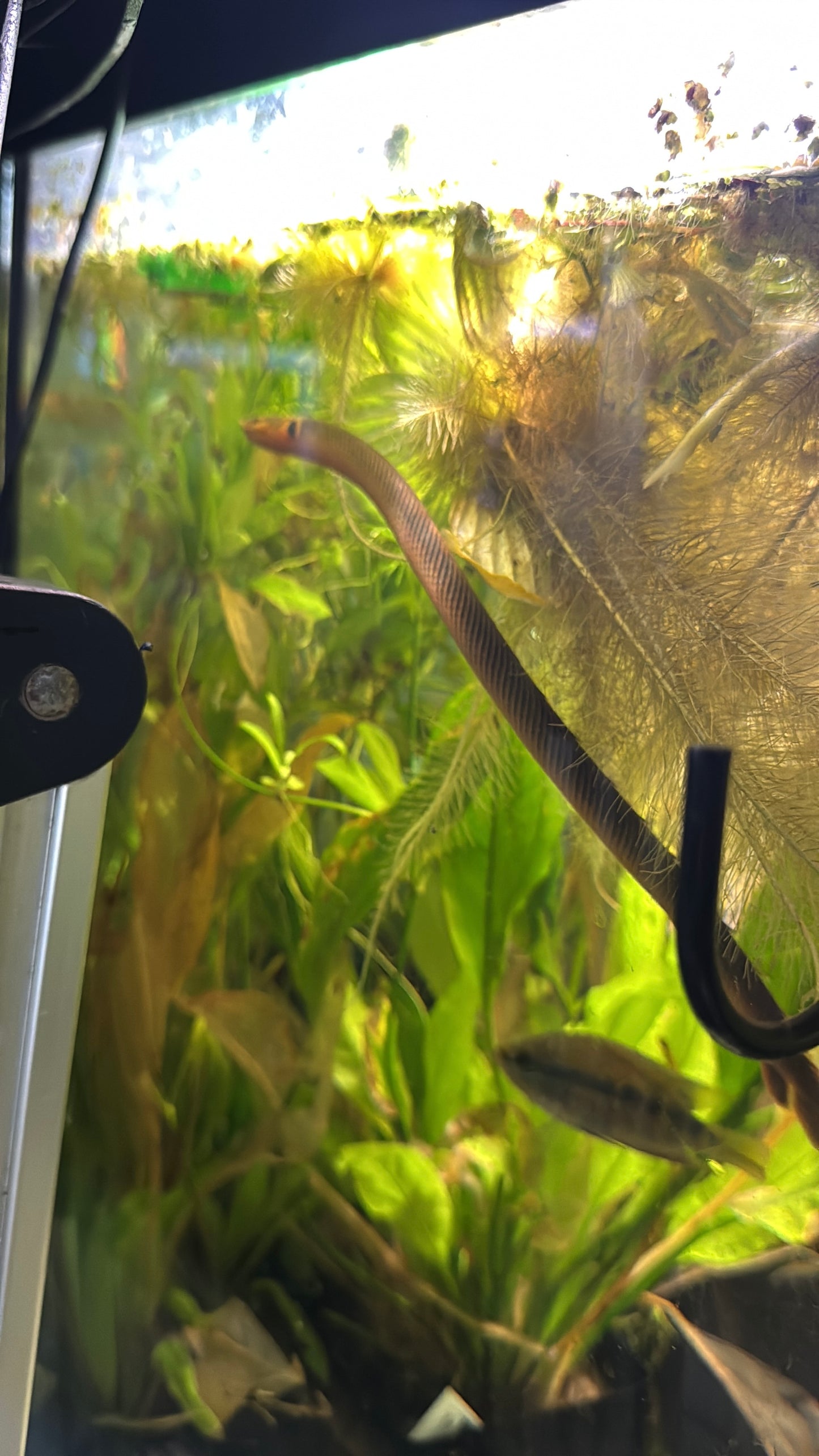 Erpetoichthys calabaricus
Common Names: Rope Fish, Reed Fish, Snake Fish