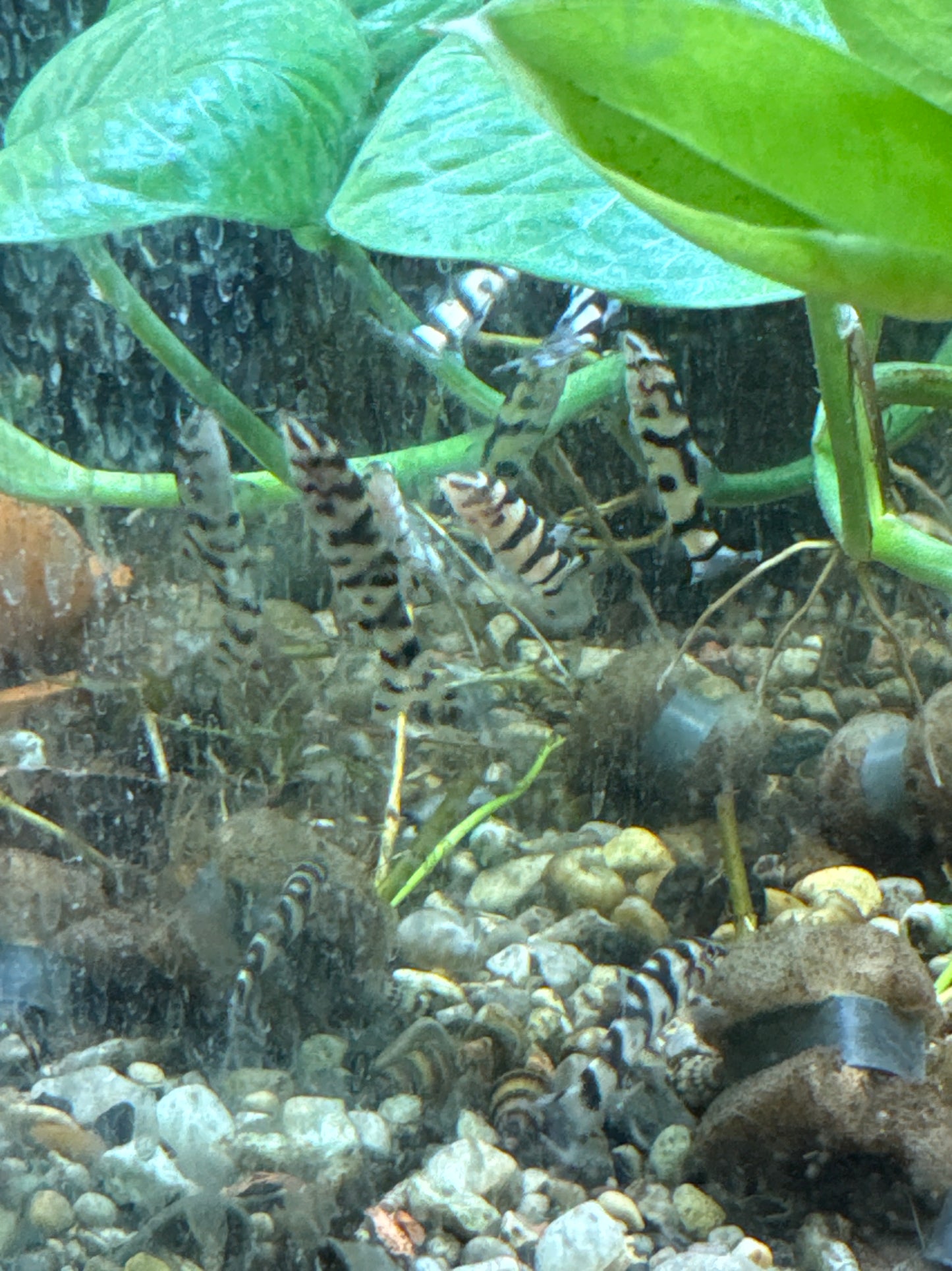 Yo-Yo Loach (Botia almorhae)