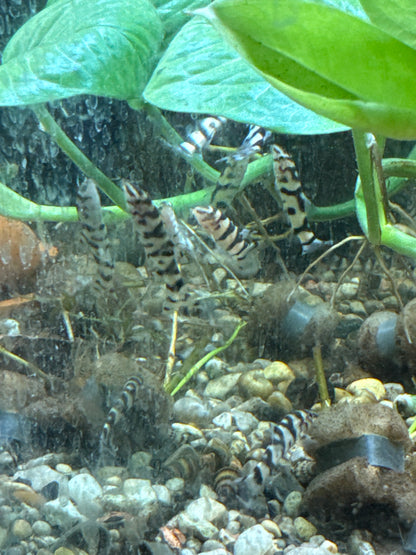 Yo-Yo Loach (Botia almorhae)