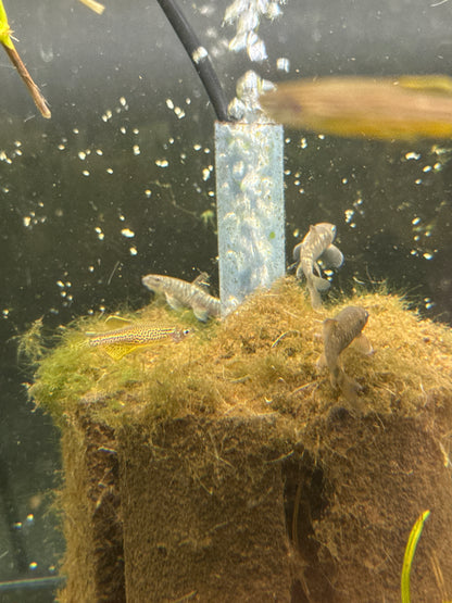 Garra Rufa (Garra rufa)