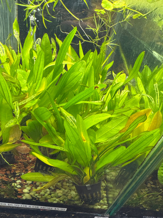 Amazon Sword Plant (Echinodorus grisebachii)