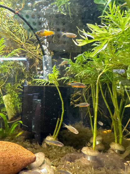 Celestial Pearl Danio (Danio margaritatus)