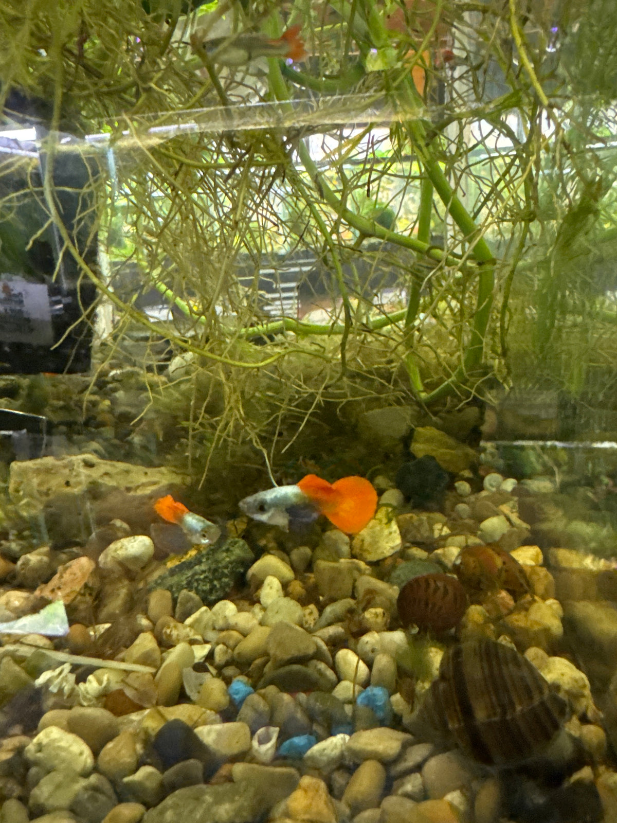 Platinum dumbo redtail guppies (3) trio male and two females (Copy 2)