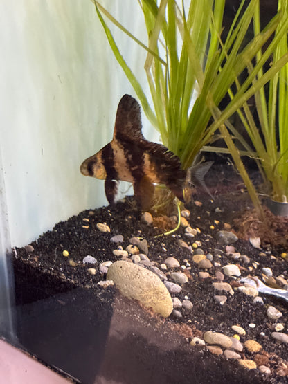 High-Fin Banded Shark (Myxocyprinus asiaticus)