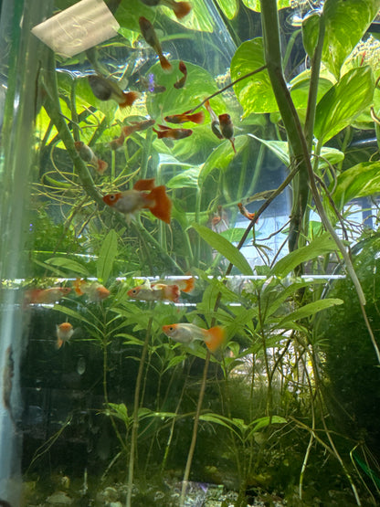 Santa koi guppies (3) trio male and two females (Copy 2)