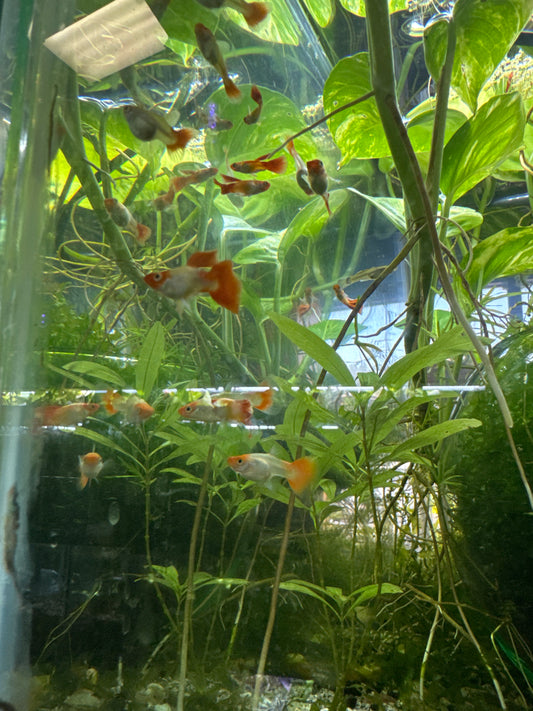 Santa koi guppies (3) trio male and two females