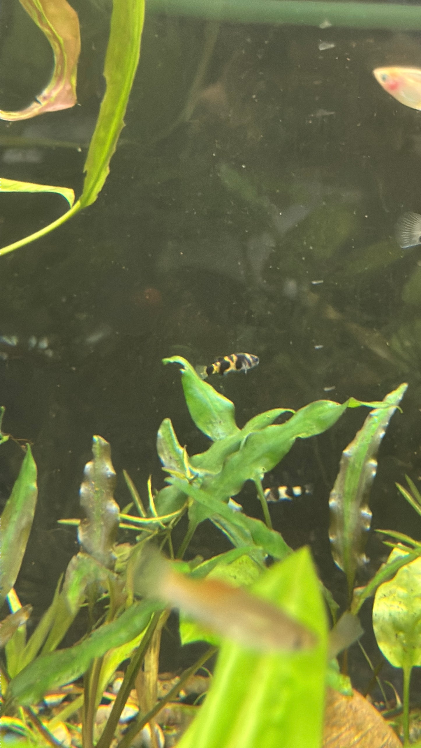 Bumblebee Goby (Brachygobius xanthozonus)