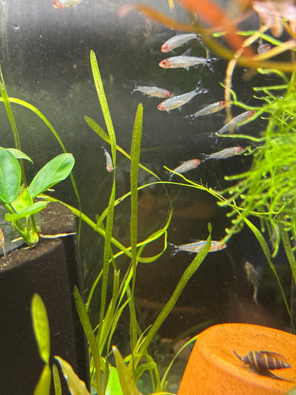 Rummy Nose Tetra (Hemigrammus rhodostomus)