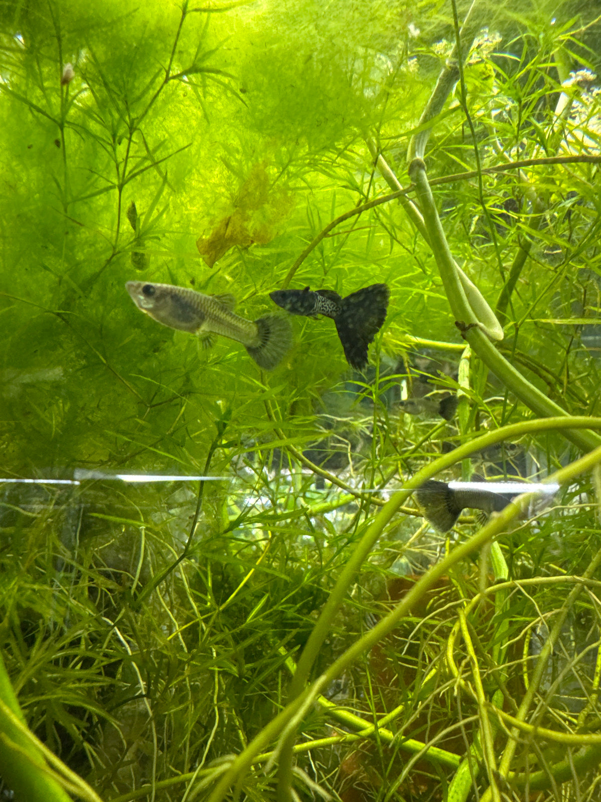 Metal black guppies (3) trio male and two females