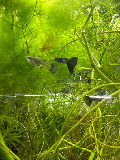 Metal black guppies (3) trio male and two females