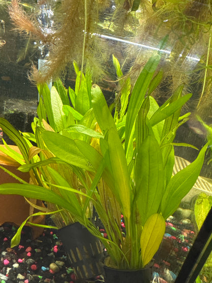 Amazon Sword Plant (Echinodorus grisebachii)