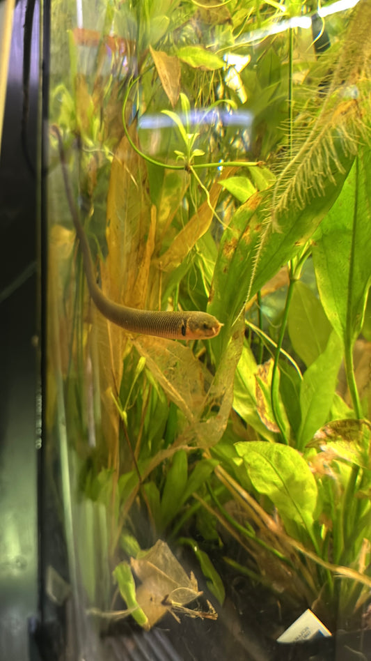 Erpetoichthys calabaricus
Common Names: Rope Fish, Reed Fish, Snake Fish
