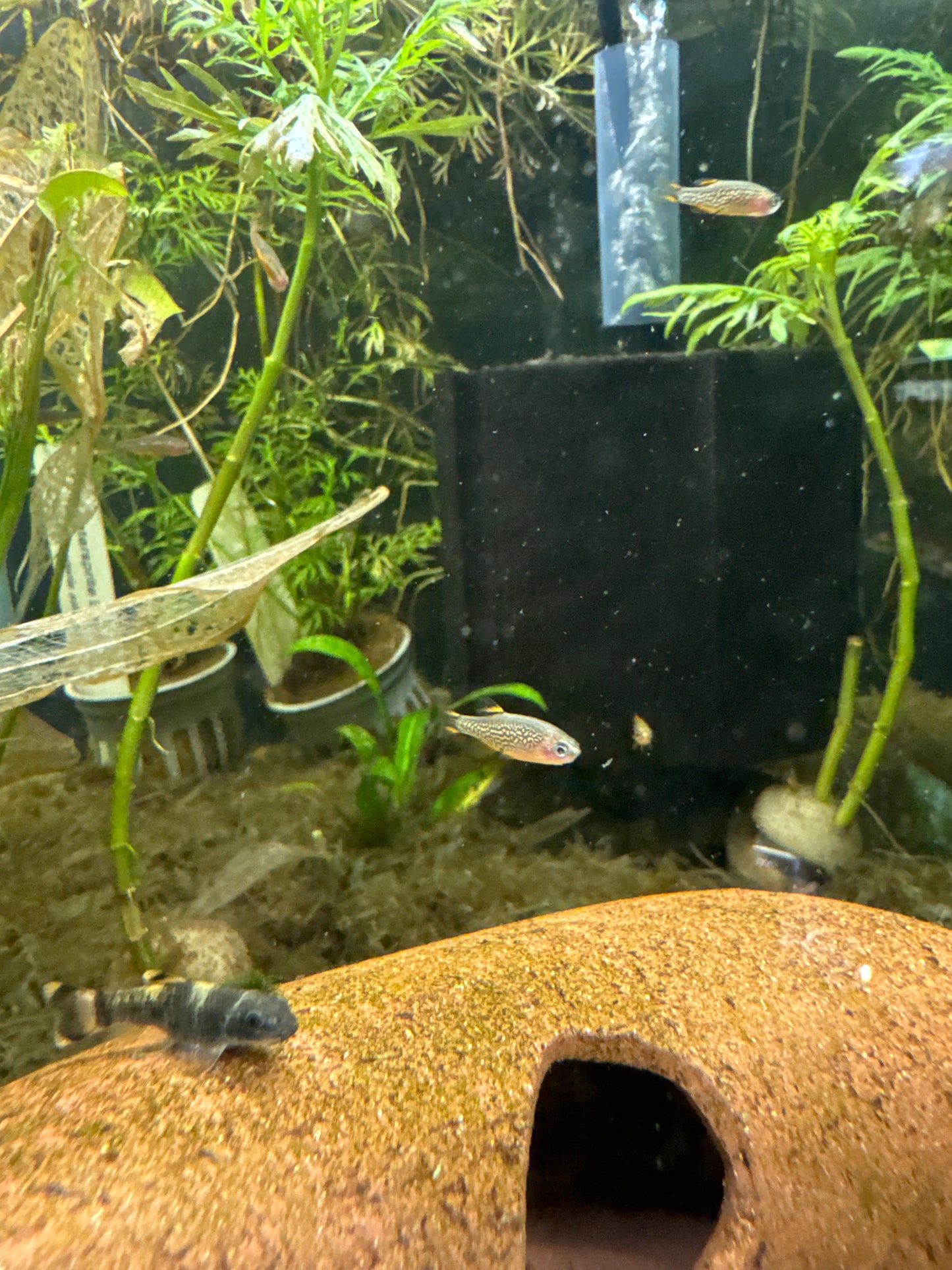 Celestial Pearl Danio (Danio margaritatus)