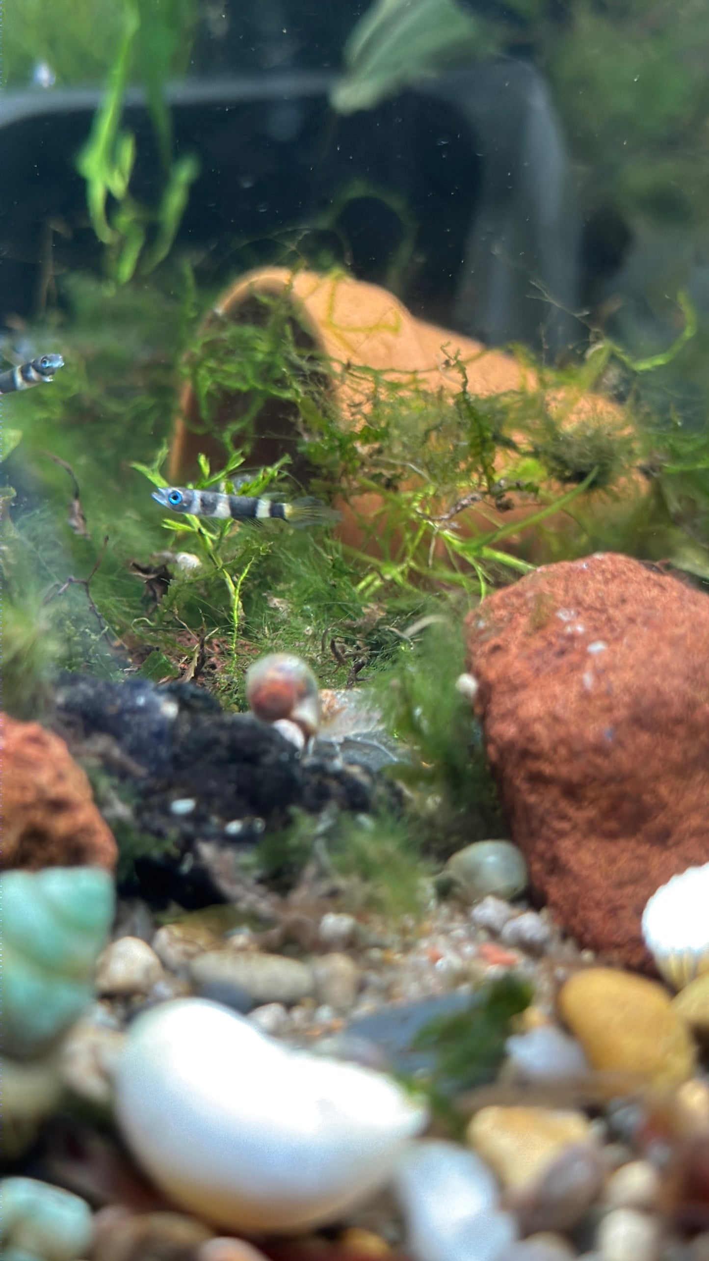 Clown Killifish