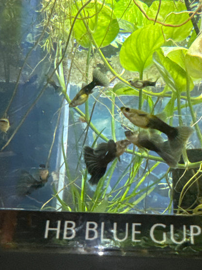 HB Blue guppies  (3) trio male and two females (Copy 3)
