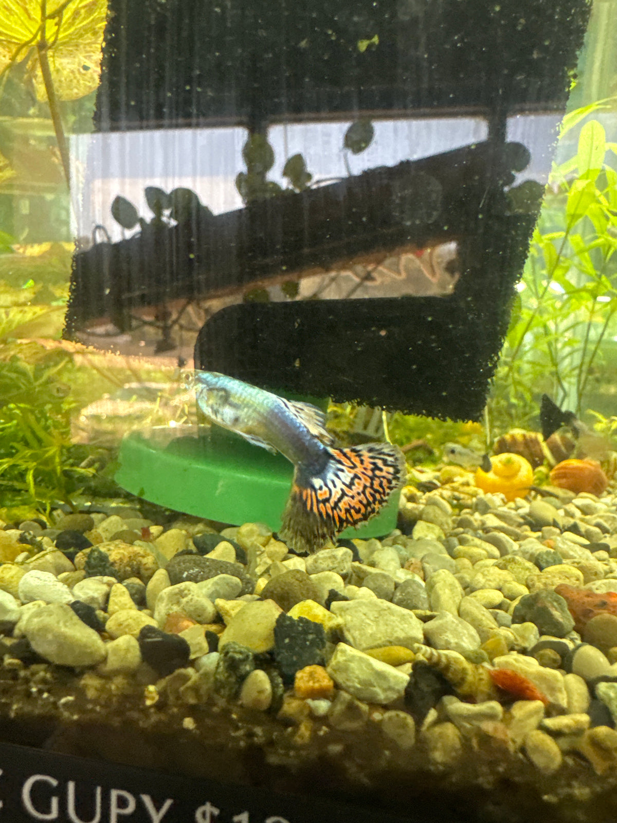 Kizmit mosaic guppies (3) trio male and two females (Copy)