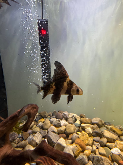 High-Fin Banded Shark (Myxocyprinus asiaticus)
