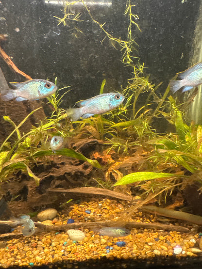 Blue Acara (Andinoacara pulcher)