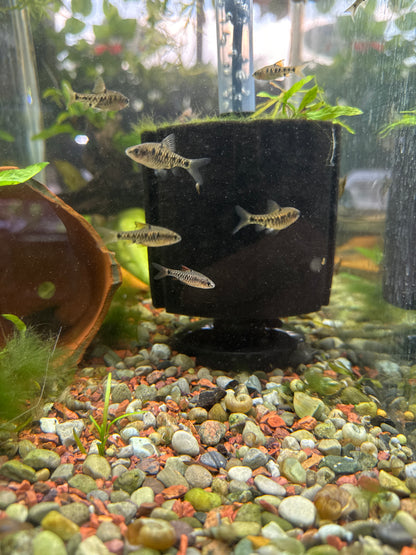 Checkerboard Barb (Oliotius oligolepis)