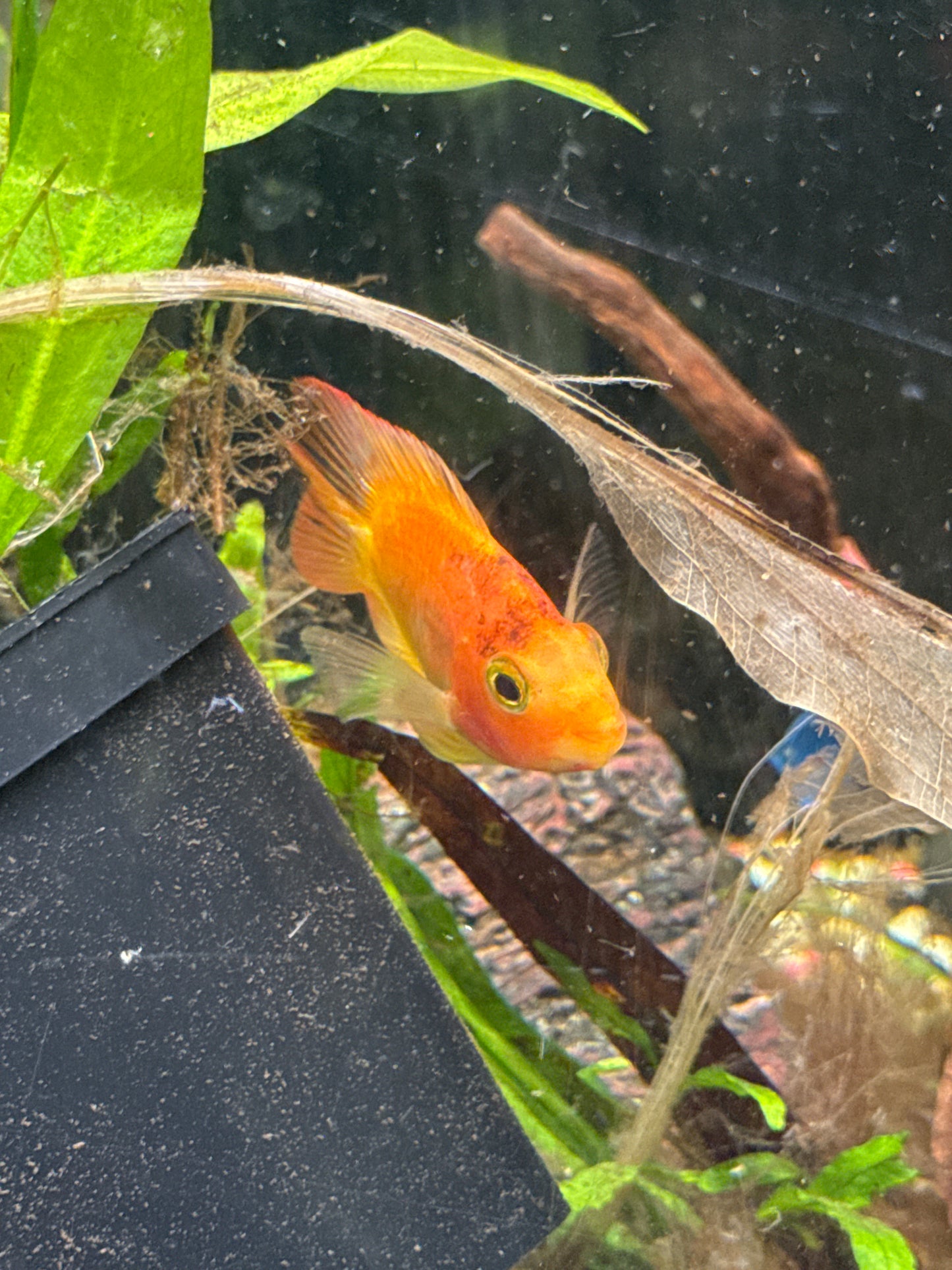 Blood Parrot Cichlid (Amphilophus citrinellus × Vieja spp. hybrid)