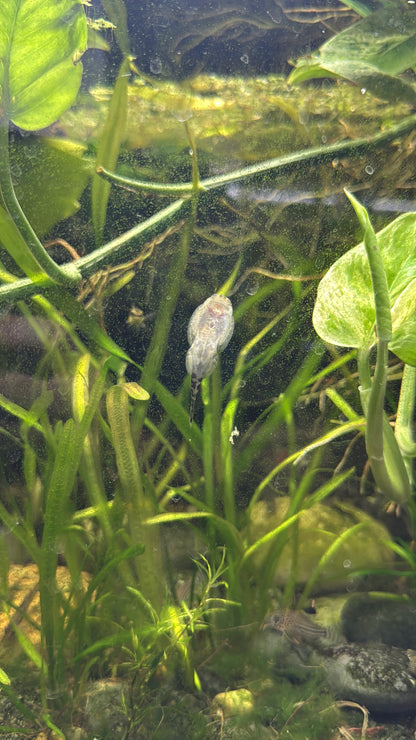 Hillstream Loach (Sewellia lineolata)