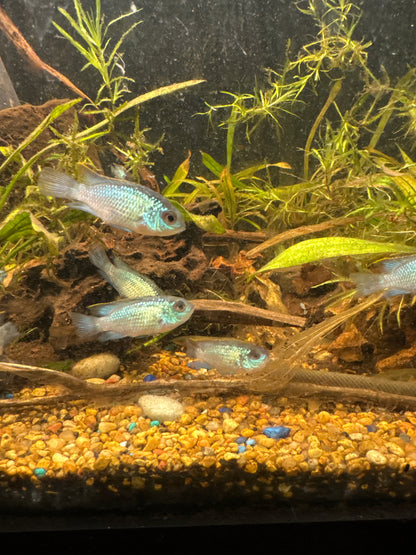 Blue Acara (Andinoacara pulcher)