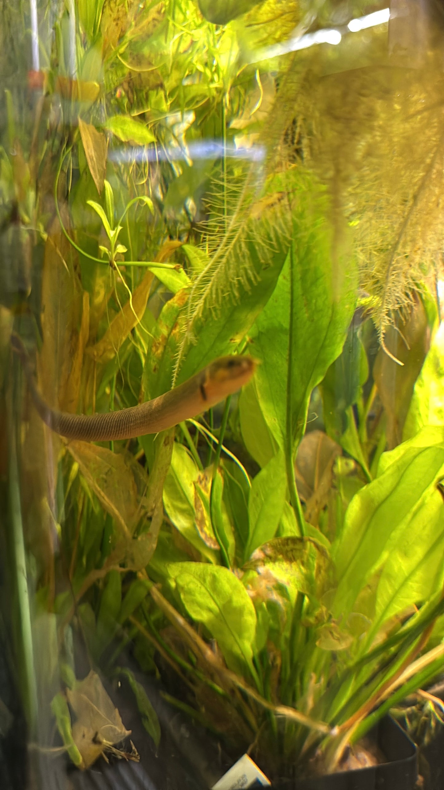 Erpetoichthys calabaricus
Common Names: Rope Fish, Reed Fish, Snake Fish