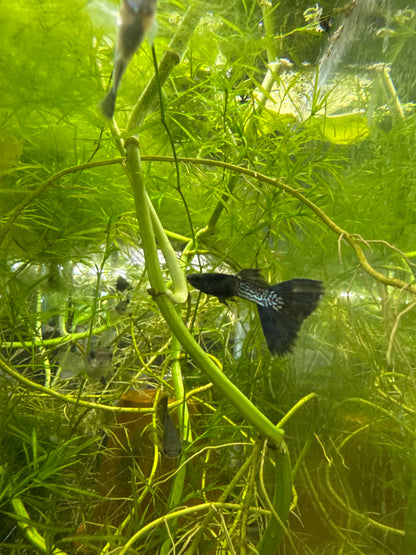 Metal black guppies (3) trio male and two females