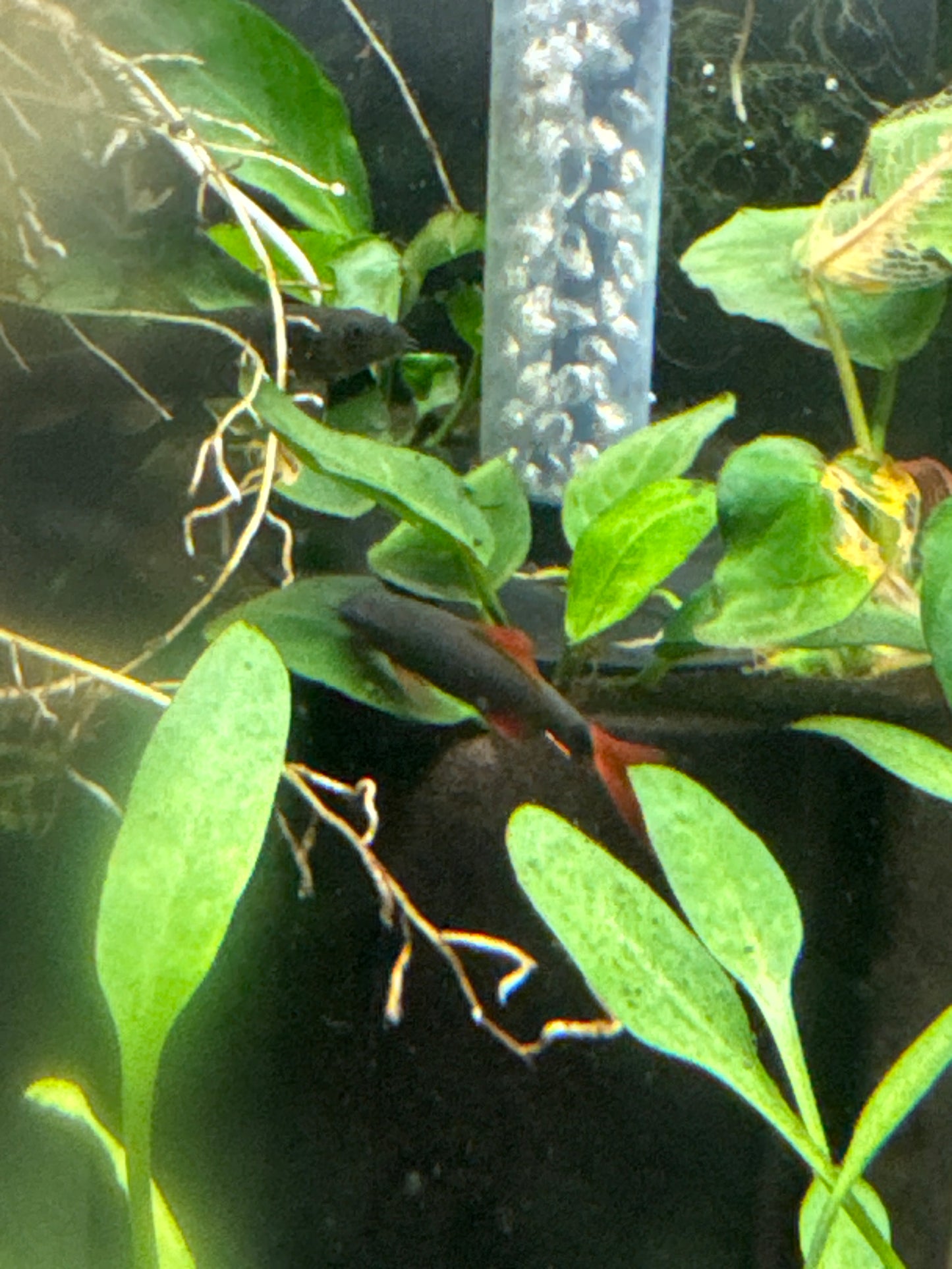 Rainbow Shark (Epalzeorhynchos frenatum)