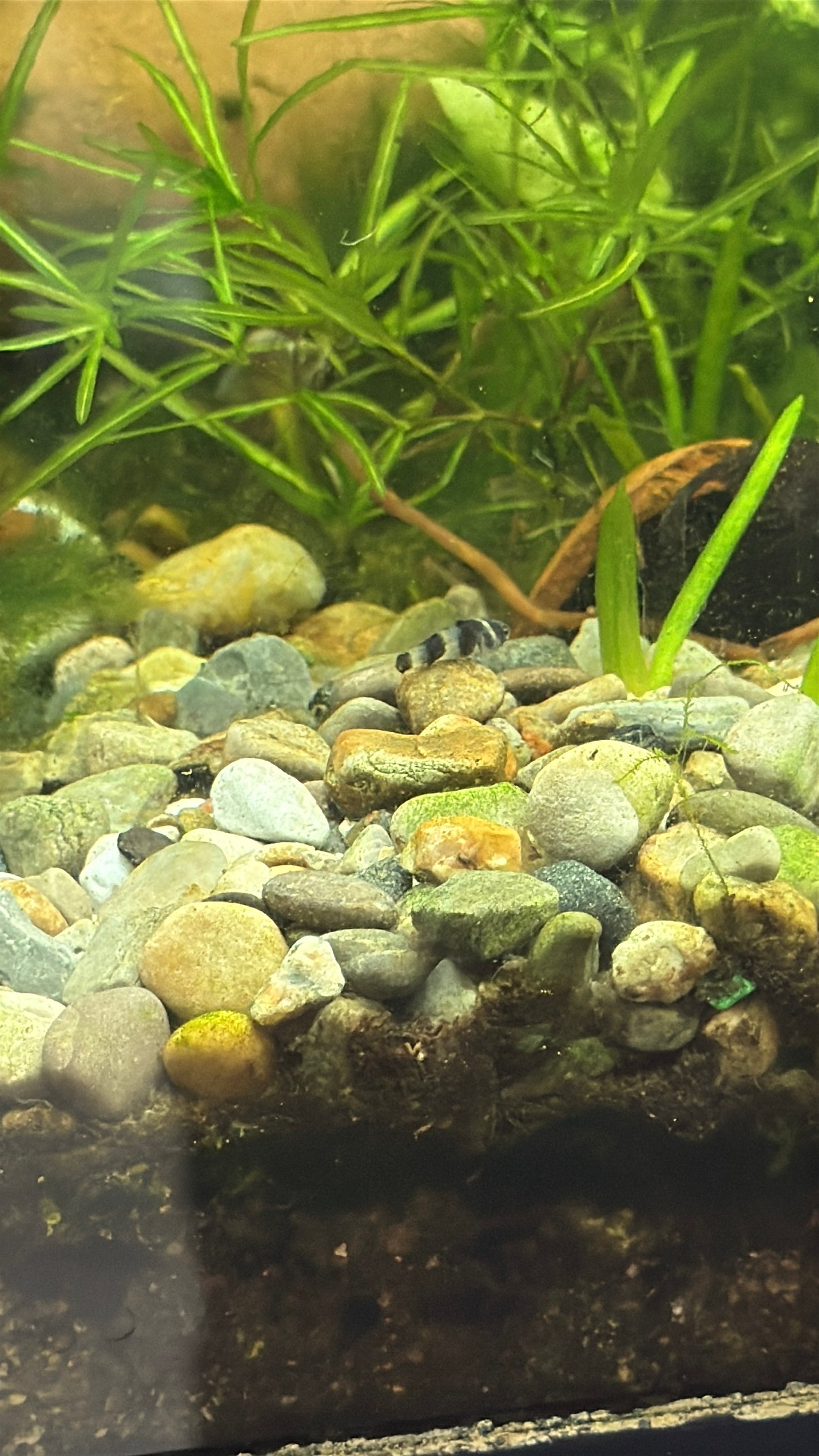 Bumblebee Goby (Brachygobius xanthozonus)