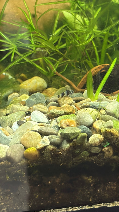 Bumblebee Goby (Brachygobius xanthozonus)
