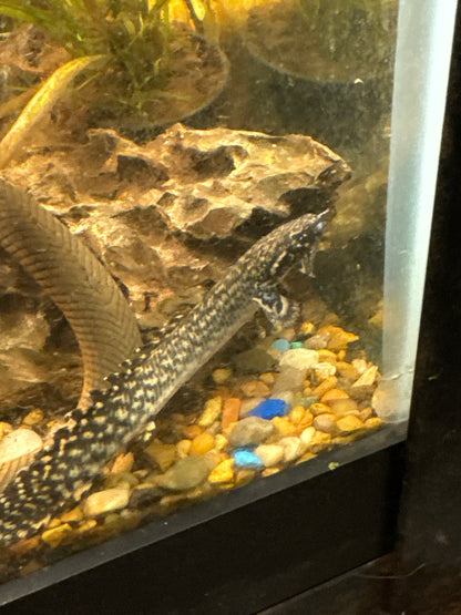Ornate Bichir (Polypterus ornatipinnis) 3”