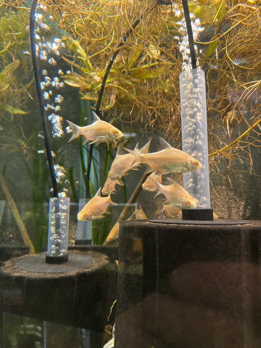 Albino tinfoil barb (large