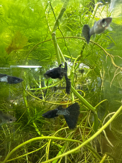 Metal black guppies (3) trio male and two females