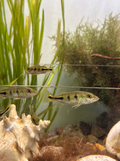 Peacock Bass (Cichla spp.) 2”