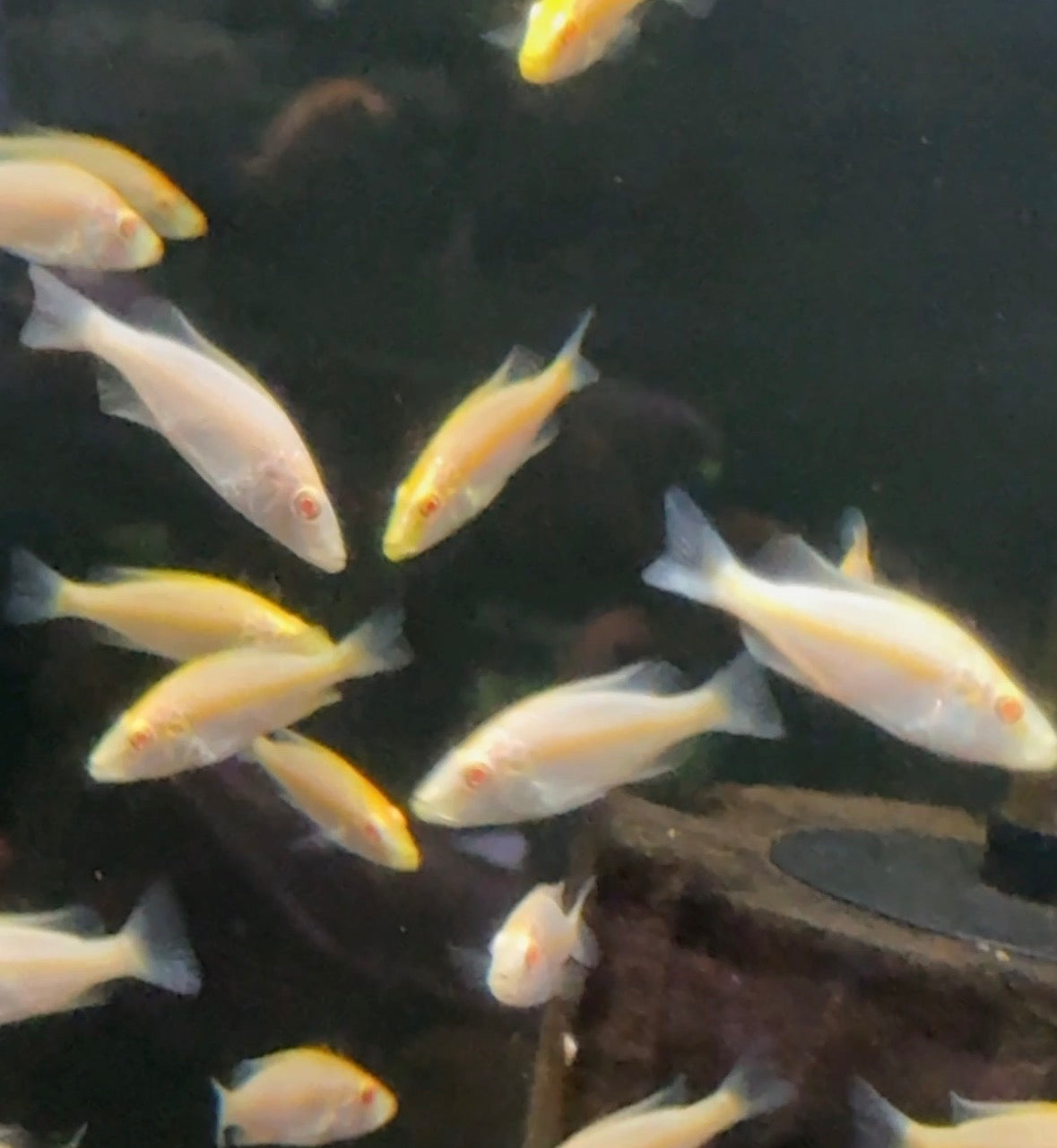 Albino Eye Biter ( Rare Cichlid )