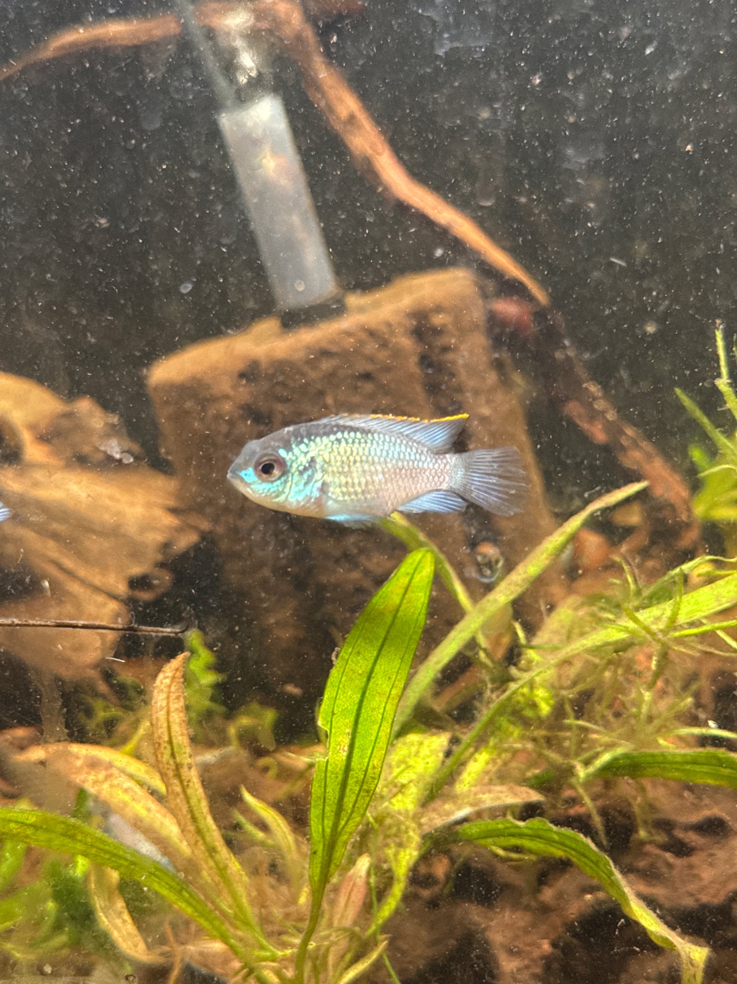 Blue Acara (Andinoacara pulcher)