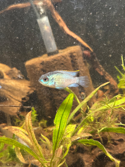 Blue Acara (Andinoacara pulcher)
